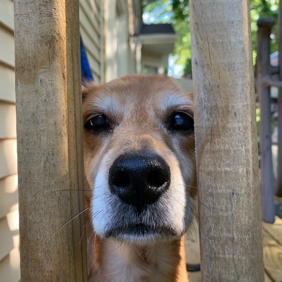 R.I.P. Junebug 😭 01/28/21 - Picture 2 of 16